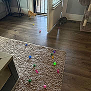 Garfield joined the competition — help win amazing prizes! cat, cats, ginger_cat, gray_cat, indoor, living_room, wood_floor, area_rug, cat_tree, cat_toys, colorful_toys, doorway, open_door, window, natural_light, home, furniture, carpet, playtime, pet