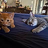 Garfield is registered to the contest to win money with this photo: cats, kitten, orange_cat, tabby_cat, felines, pets, animals, bed, bedspread, indoors, bedroom, relaxed, lying_down, stretching, whiskers, ears, green_eyes, fur, home, cozy