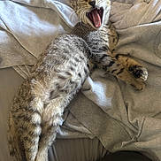 Mochi is registered to the contest to win money with this photo: animal, bed, cat, clothing, cozy, cute, fabric, fur, gray, indoor, mammal, paw, pet, relaxed, resting, sleepy, striped, tabby_cat, whiskers, yawning