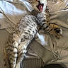 animal, bed, cat, clothing, cozy, cute, fabric, fur, gray, indoor, mammal, paw, pet, relaxed, resting, sleepy, striped, tabby_cat, whiskers, yawning