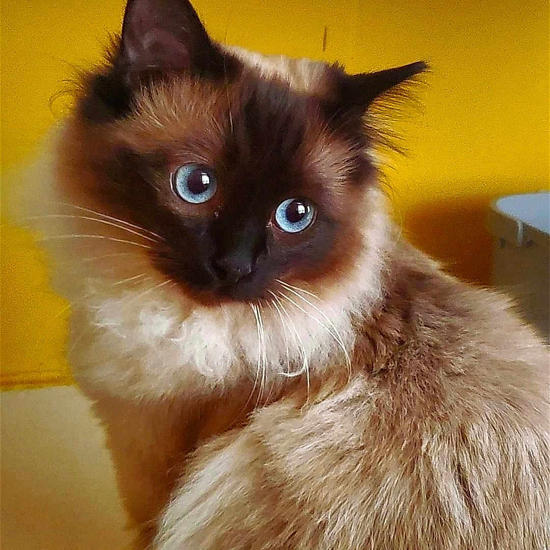 Pierrot is registered to the contest to win money with this photo: angora, animal, cat, kitten, manx, pet, siamese