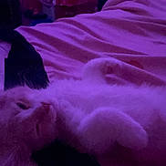 Leo is registered to the contest to win money with this photo: cat, kitten, bed, blanket, purple_light, remote_control, indoor, resting, sleepy, feline, pet, cozy, fur, lying_down, cute, domestic, animal, relaxed, night, soft