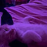 cat, kitten, bed, blanket, purple_light, remote_control, indoor, resting, sleepy, feline, pet, cozy, fur, lying_down, cute, domestic, animal, relaxed, night, soft