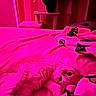 Leo joined the competition — help win amazing prizes! cat, bed, blanket, fur, indoor, pink_lighting, cozy, cat_tree, clothing, furniture, pet, animal, resting, soft, curled_up, looking, eyes, home, relaxing, domestic
