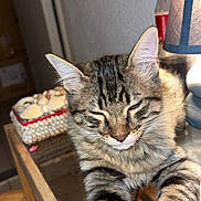 Câlinou participe au concours pour gagner de l'argent avec cette photo : cat, tabby, feline, resting, glass_table, wooden_table, lamp, seashell_box, decor, indoor, pet, fur, whiskers, relaxed, animal, closeup, cozy, striped, home, cute