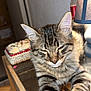 cat, tabby, feline, resting, glass_table, wooden_table, lamp, seashell_box, decor, indoor, pet, fur, whiskers, relaxed, animal, closeup, cozy, striped, home, cute