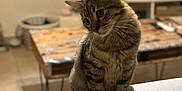 Câlinou a rejoint le concours — aidez-le/la à gagner de superbes lots ! cat, tabby_cat, pet, indoor, living_room, furniture, couch, television, table, curious, head_tilt, domestic_animal, animal, mammal, whiskers, ears, soft_light, blurred_background, floor, home