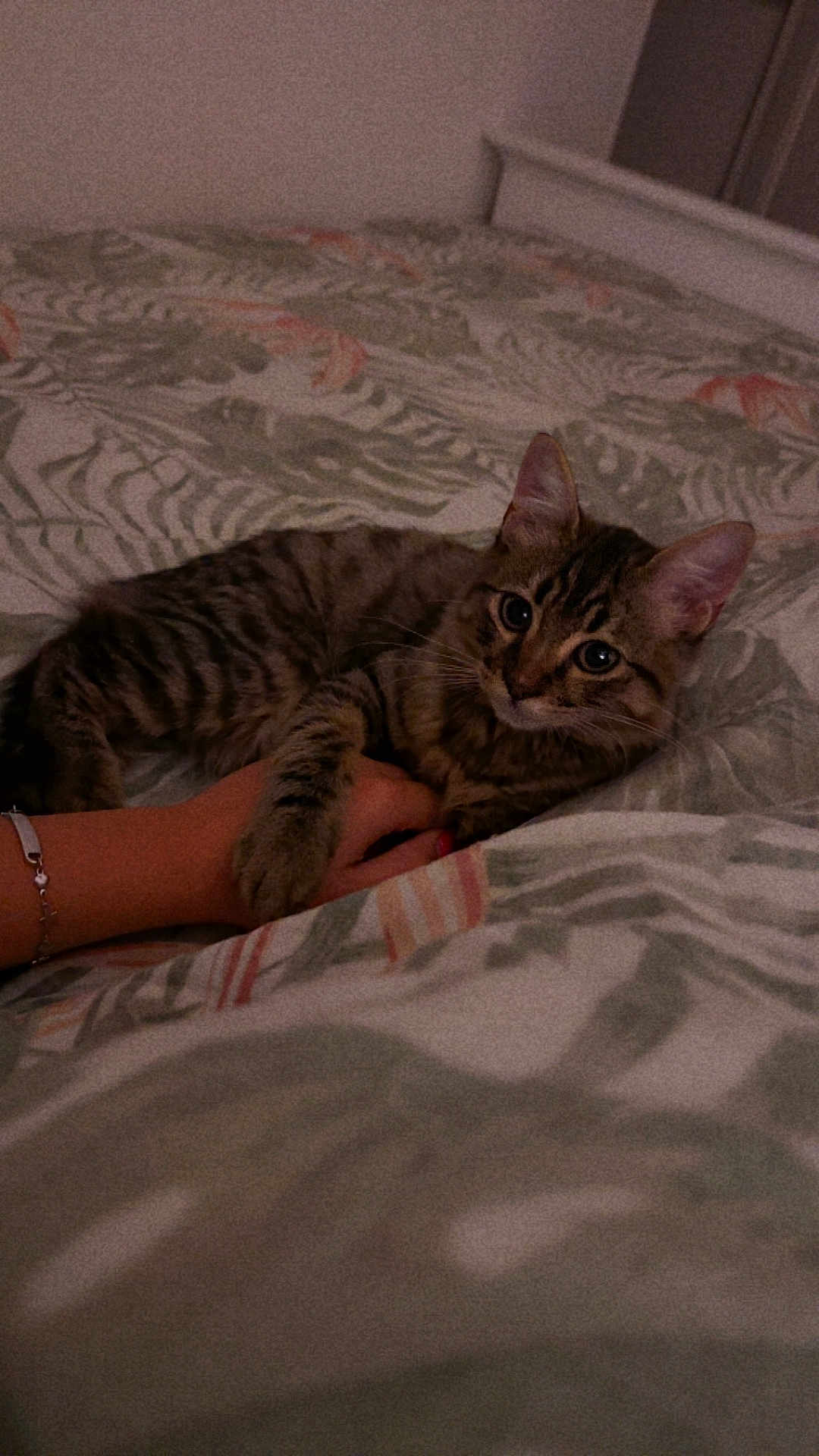 Câlinou a rejoint le concours — aidez-le/la à gagner de superbes lots ! cat, tabby, bed, hand, person, animal, pet, indoor, cozy, fur, striped, resting, comfort, cute, domestic, feline, pattern, blanket, relax, soft