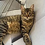 Câlinou participe au concours pour gagner de l'argent avec cette photo : cat, tabby, feline, pet, indoor, couch, furniture, striped, fur, whiskers, ears, relaxed, cute, animal, laying, comfort, home, curious, wide_eyes, paw