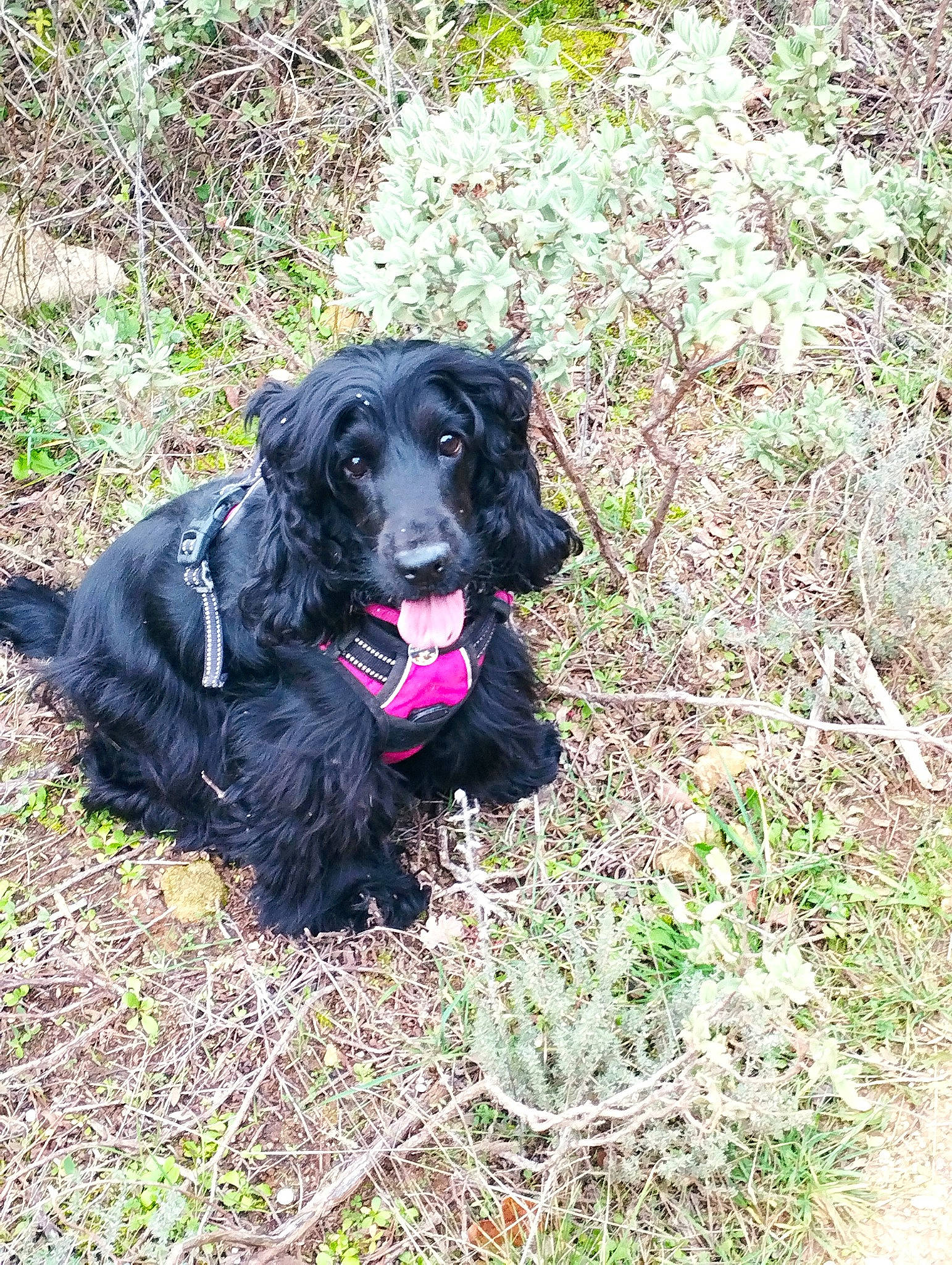 Kawaii participe au concours pour gagner de l'argent avec cette photo : borador, canidae, carnivore, collar, companion_dog, dog, dog_breed, dog_collar, dog_supply, grass, gun_dog, hunting_dog, liver, plant, soil, spaniel, sporting_group, terrestrial_animal, working_animal