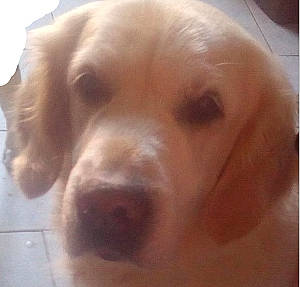 Djinka participe au concours pour gagner de l'argent avec cette photo : beagador, canidae, carnivore, cocker_spaniel, companion_dog, dog, dog_breed, fawn, golden_retriever, labrador_retriever, liver, mammal, nose, puppy, rare_breed_dog, retriever, snout, sporting_group, vertebrate, vizsla