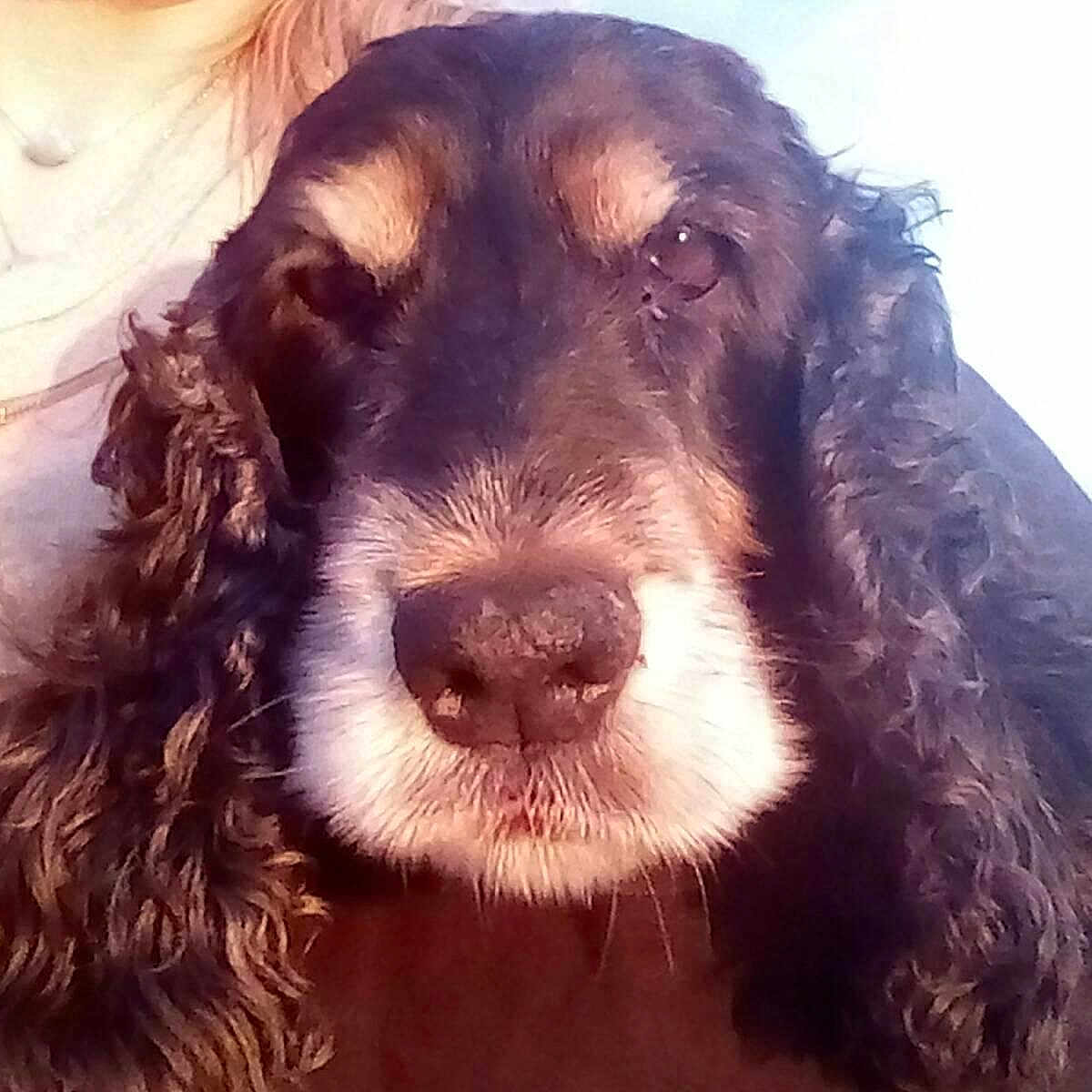 Bianca a rejoint le concours — aidez-le/la à gagner de superbes lots ! american_cocker_spaniel, american_water_spaniel, boykin_spaniel, canidae, carnivore, cocker_spaniel, companion_dog, dog, dog_breed, english_cocker_spaniel, field_spaniel, german_spaniel, mammal, rare_breed_dog, russian_spaniel, snout, spaniel, sporting_group, sussex_spaniel, vertebrate