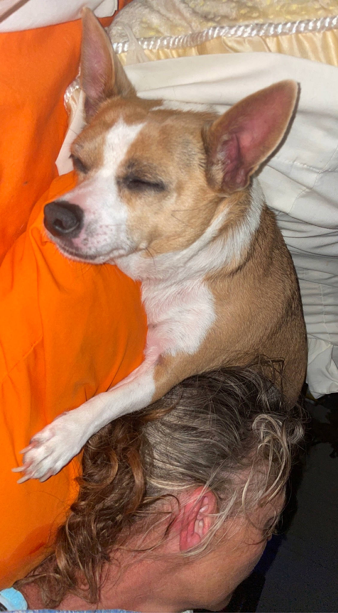 Navie is registered to the contest to win money with this photo: canidae, carnivore, collar, comfort, companion_dog, corgi_chihuahua, dog, dog_breed, dog_supply, ear, fawn, fur, happy, non_sporting_group, snout, sporting_group, terrestrial_animal, throat, whiskers, working_animal