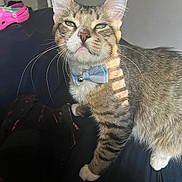 Sheldon is registered to the contest to win money with this photo: cat, tabby, bow_tie, pet, indoor, sunlight, shadow, feline, whiskers, green_eyes, paw, fur, collar, domestic_cat, cute, animal, striped, resting, close_up, portrait
