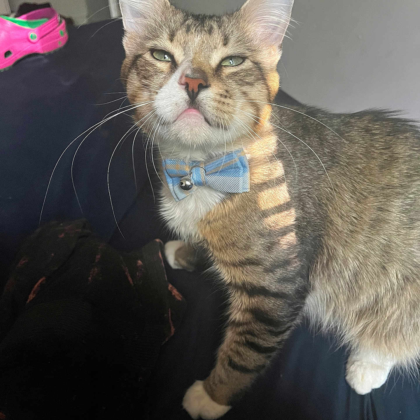 Sheldon is registered to the contest to win money with this photo: cat, tabby, bow_tie, pet, indoor, sunlight, shadow, feline, whiskers, green_eyes, paw, fur, collar, domestic_cat, cute, animal, striped, resting, close_up, portrait