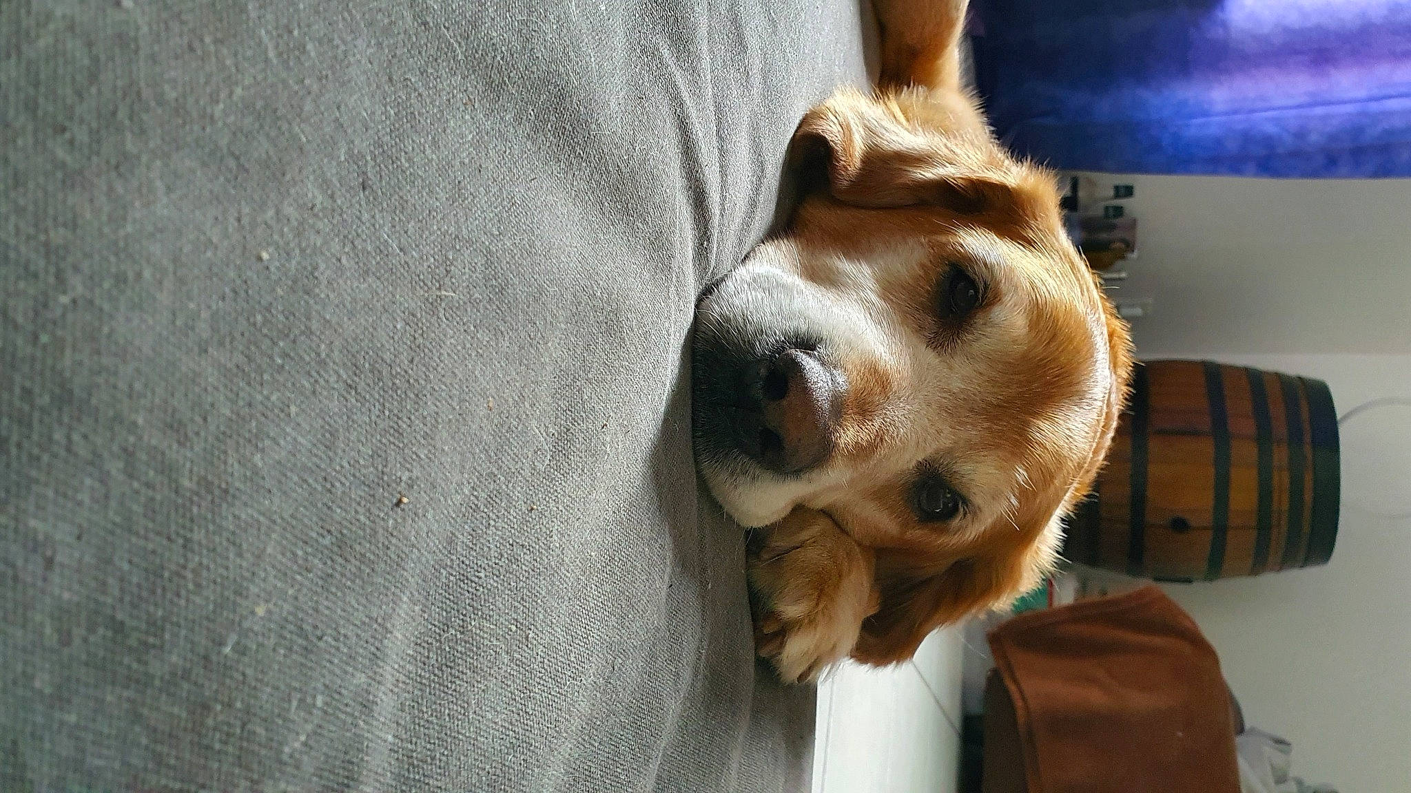 Famiterter participe au concours pour gagner de l'argent avec cette photo : basset_hound, beagle, canidae, carnivore, companion_dog, dog, dog_breed, ear, fawn, mammal, nose, snout, whiskers