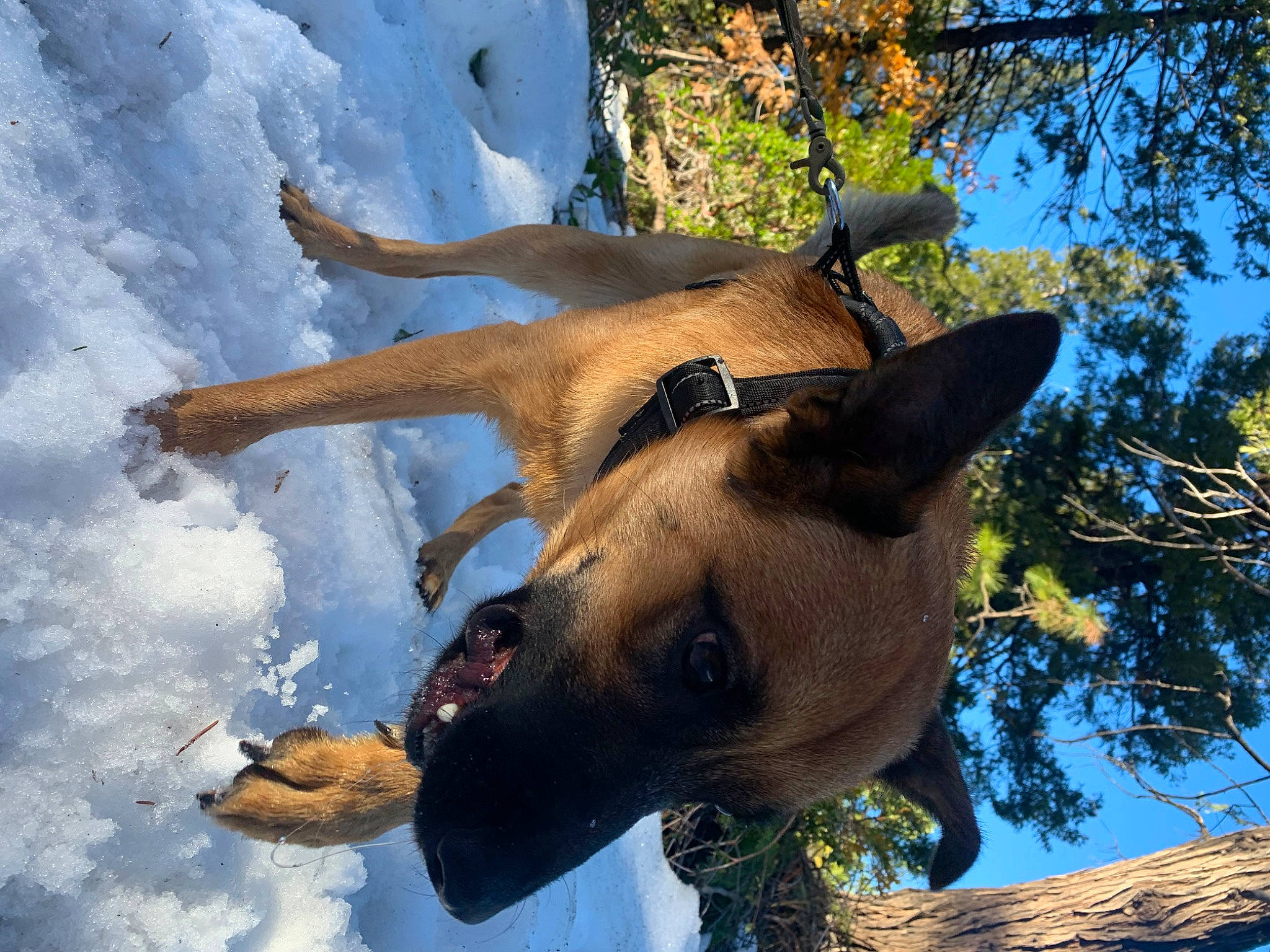 Bandito is registered to the contest to win money with this photo: biting, canidae, carnivore, collar, companion_dog, dog, dog_breed, dog_collar, fawn, freezing, jaw, sky, snout, snow, sporting_group, terrestrial_animal, tree, winter, working_animal, working_dog
