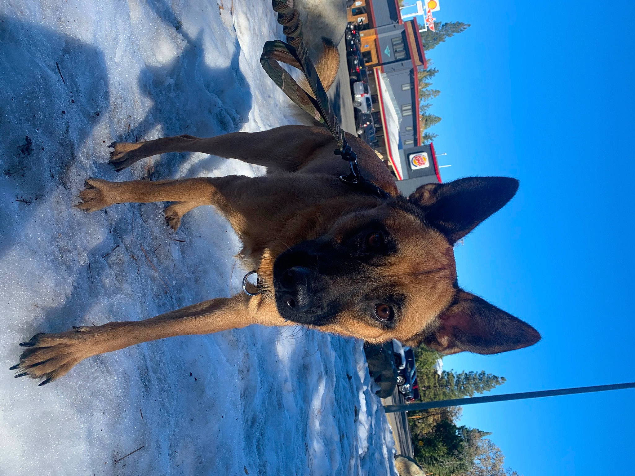 Bandito joined the competition — help win amazing prizes! canidae, carnivore, collar, companion_dog, dog, dog_breed, electric_blue, fawn, fun, plant, sky, snout, sporting_group, tree, working_animal, working_dog