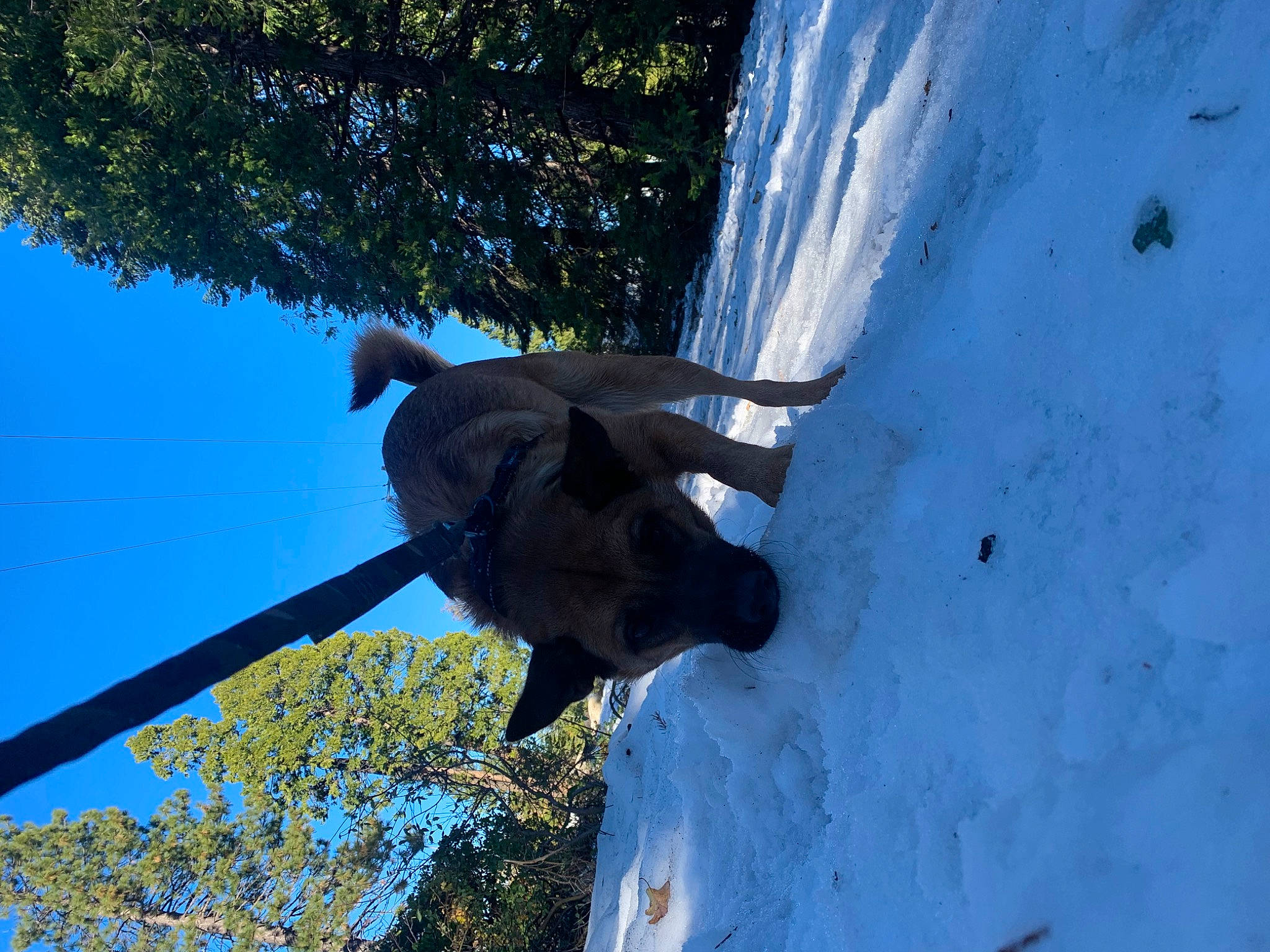 Bandito is registered to the contest to win money with this photo: adventure, art, azure, branch, dog, electric_blue, freezing, plant, recreation, sculpture, sky, slope, snow, sporting_group, tail, tree, trunk, twig, winter, woody_plant