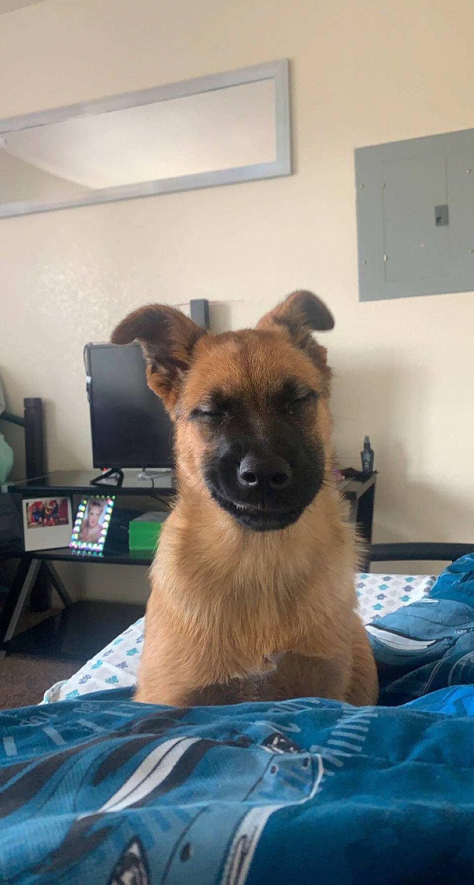 Bandito joined the competition — help win amazing prizes! canidae, carnivore, companion_dog, dog_breed, fawn, fur, head, snout, table, terrestrial_animal, wall_plate, whiskers