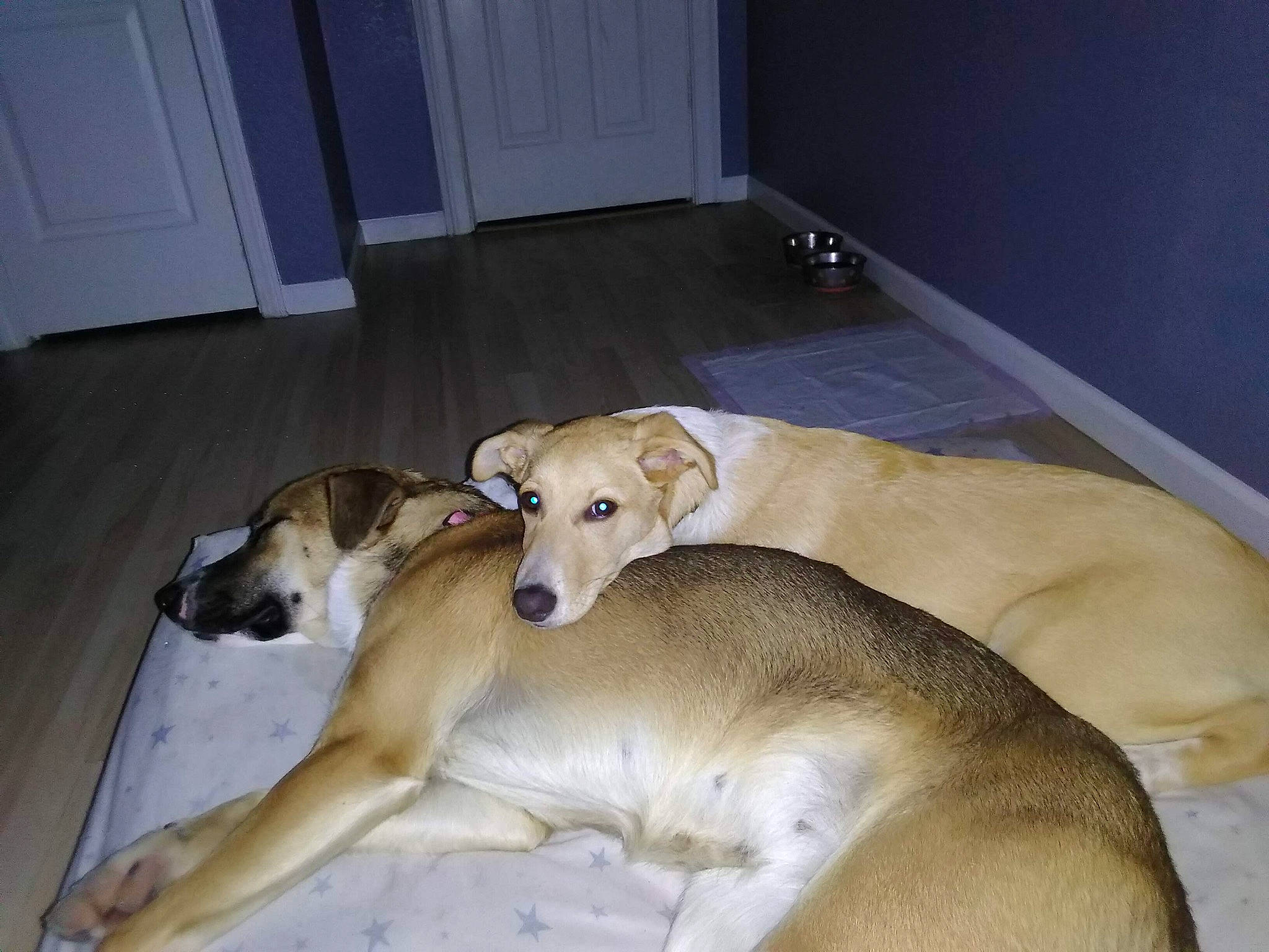 Cooper is registered to the contest to win money with this photo: canidae, carnivore, comfort, companion_dog, dog, dog_breed, dog_supply, door, fawn, flooring, hardwood, non_sporting_group, paw, snout, sporting_group, tail, terrestrial_animal, wood, working_animal