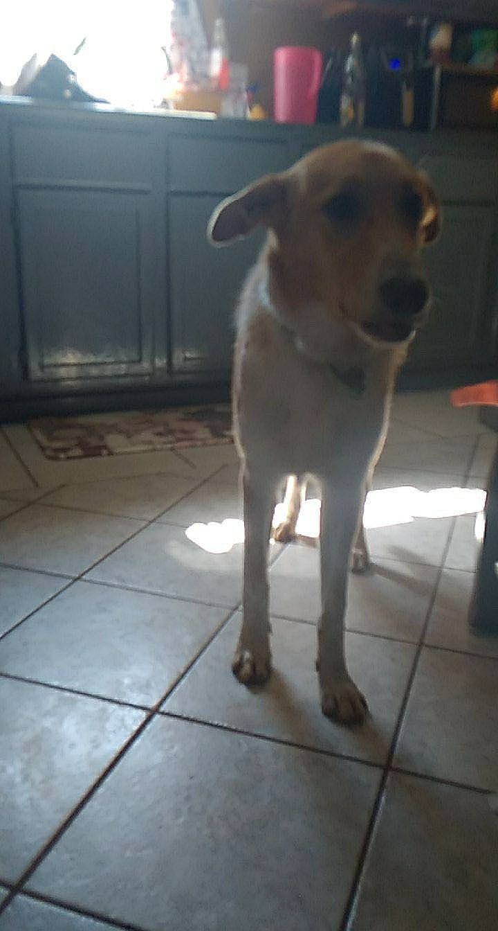 Cooper joined the competition — help win amazing prizes! carnivore, companion_dog, dog, dog_breed, event, fawn, flooring, fur, liver, paw, pet_supply, snout, tail, terrestrial_animal, whiskers, wood, working_animal