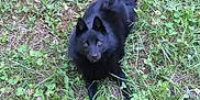 Holly a rejoint le concours — aidez-le/la à gagner de superbes lots ! dog_breed, dog_breed_group, dog_like_mammal, fauna, grass, schipperke