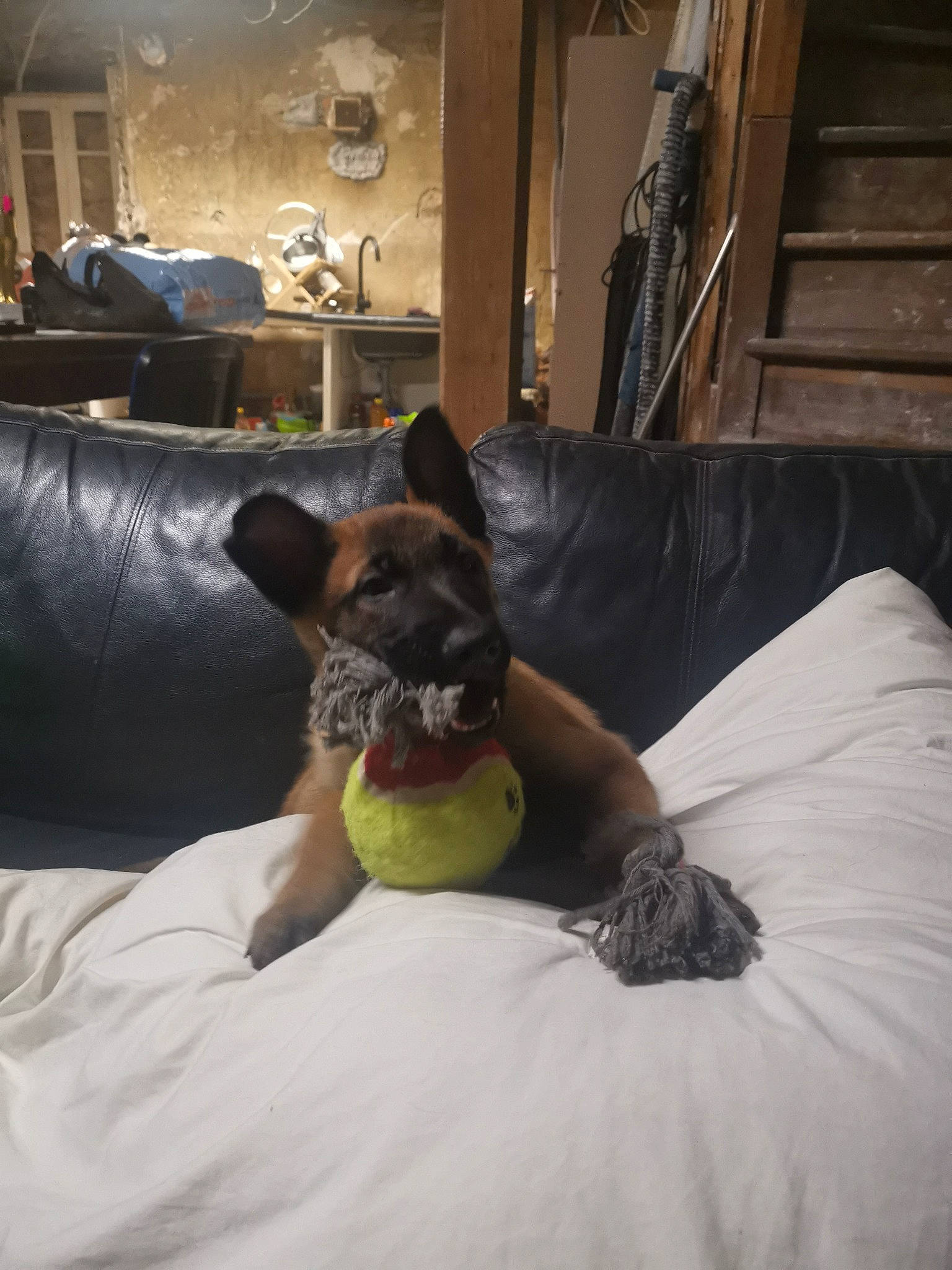 Ulkan participe au concours pour gagner de l'argent avec cette photo : bed, bed_sheet, bedding, bedroom, carnivore, comfort, companion_dog, dog, dog_breed, felidae, floor, flooring, fur, hardwood, linens, small_to_medium_sized_cats, snout, whiskers, wood, working_animal