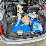 Ramsès participe au concours pour gagner de l'argent avec cette photo : animal, bag, car, compartment, container, daylight, dog, harness, leash, leisure, mat, outdoor, pet, resting, seat, transport, travel, trunk, vehicle, water_bottle