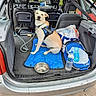 animal, bag, car, compartment, container, daylight, dog, harness, leash, leisure, mat, outdoor, pet, resting, seat, transport, travel, trunk, vehicle, water_bottle