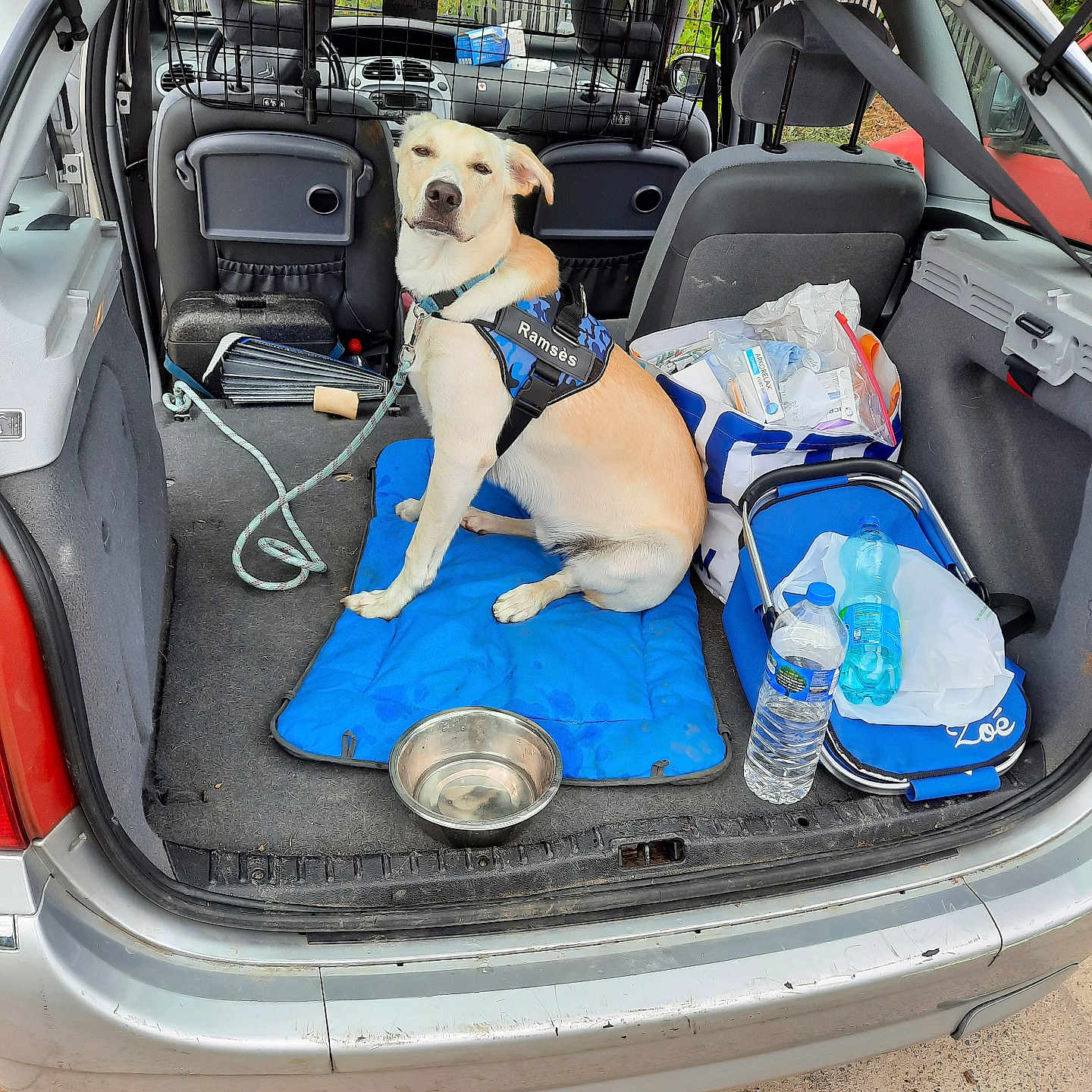 Ramsès participe au concours pour gagner de l'argent avec cette photo : animal, bag, car, compartment, container, daylight, dog, harness, leash, leisure, mat, outdoor, pet, resting, seat, transport, travel, trunk, vehicle, water_bottle