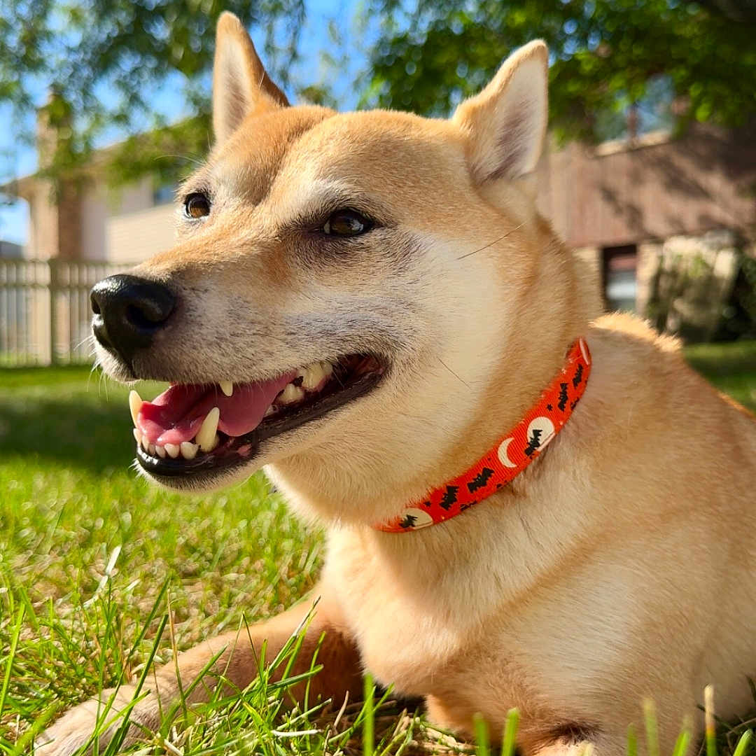 Bonnie joined the competition — help win amazing prizes! accessories, animal, bodypart, canine, dog, grass, husky, lawn, leash, nature, outdoors, park, pet, plant, puppy, strap, tree, vegetation, whitedog, yard