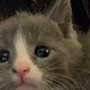 Grey Warlord joined the competition — help win amazing prizes! kitten, cat, close_up, gray_fur, white_fur, pink_nose, whiskers, ears, eyes, pet, animal, cute, feline, indoor, young, curious, soft, furry, face, portrait