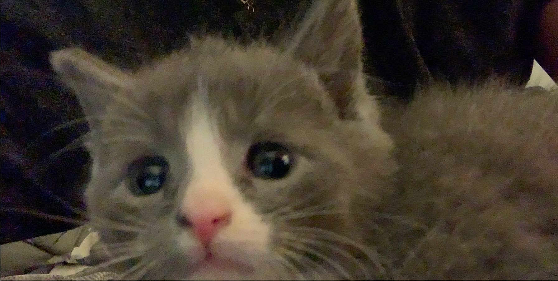 Grey Warlord joined the competition — help win amazing prizes! kitten, cat, close_up, gray_fur, white_fur, pink_nose, whiskers, ears, eyes, pet, animal, cute, feline, indoor, young, curious, soft, furry, face, portrait