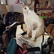 Mischief joined the competition — help win amazing prizes! cat, close_up, clutter, cozy, curious, decorations, domestic_animal, furniture, home, household_items, indoor, knick_knacks, light_brown_fur, living_room, looking_at_camera, pet, seated_cat, sitting, tote_bag, white_cat
