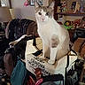 cat, close_up, clutter, cozy, curious, decorations, domestic_animal, furniture, home, household_items, indoor, knick_knacks, light_brown_fur, living_room, looking_at_camera, pet, seated_cat, sitting, tote_bag, white_cat