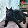 black_cat, cat, animal, pet, feline, indoor, blanket, curtain, plant, potted_plant, greenery, resting, relaxed, fur, whiskers, claws, soft_texture, natural_light, window, home