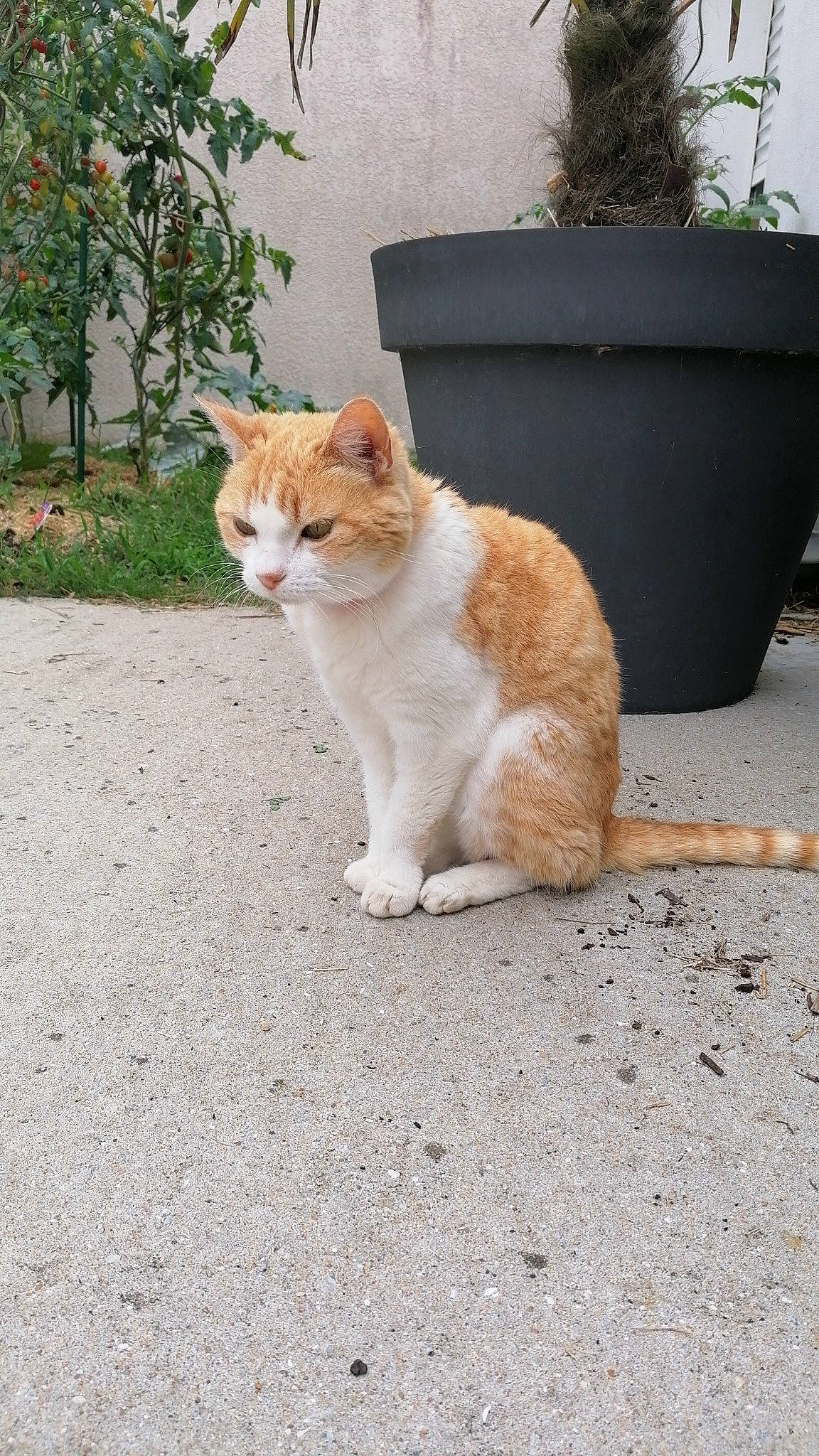 Koura participe au concours pour gagner de l'argent avec cette photo : art, asphalt, carnivore, cat, eye, fawn, felidae, flowerpot, grass, human_leg, mammal, plant, road_surface, sidewalk, small_to_medium_sized_cats, snout, tail, tree, whiskers, wood