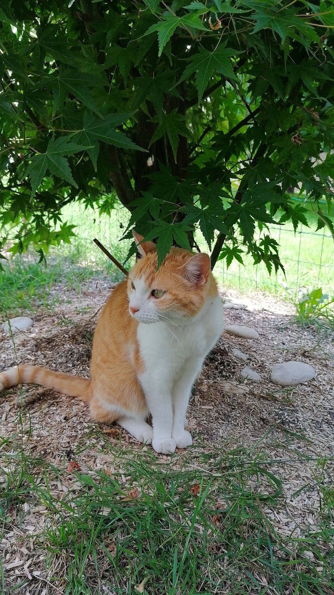 Koura participe au concours pour gagner de l'argent avec cette photo : carnivore, cat, domestic_short_haired_cat, eye, fawn, felidae, fur, garden, grass, groundcover, plant, sitting, small_to_medium_sized_cats, snout, tail, terrestrial_animal, tree, trunk, whiskers, wood