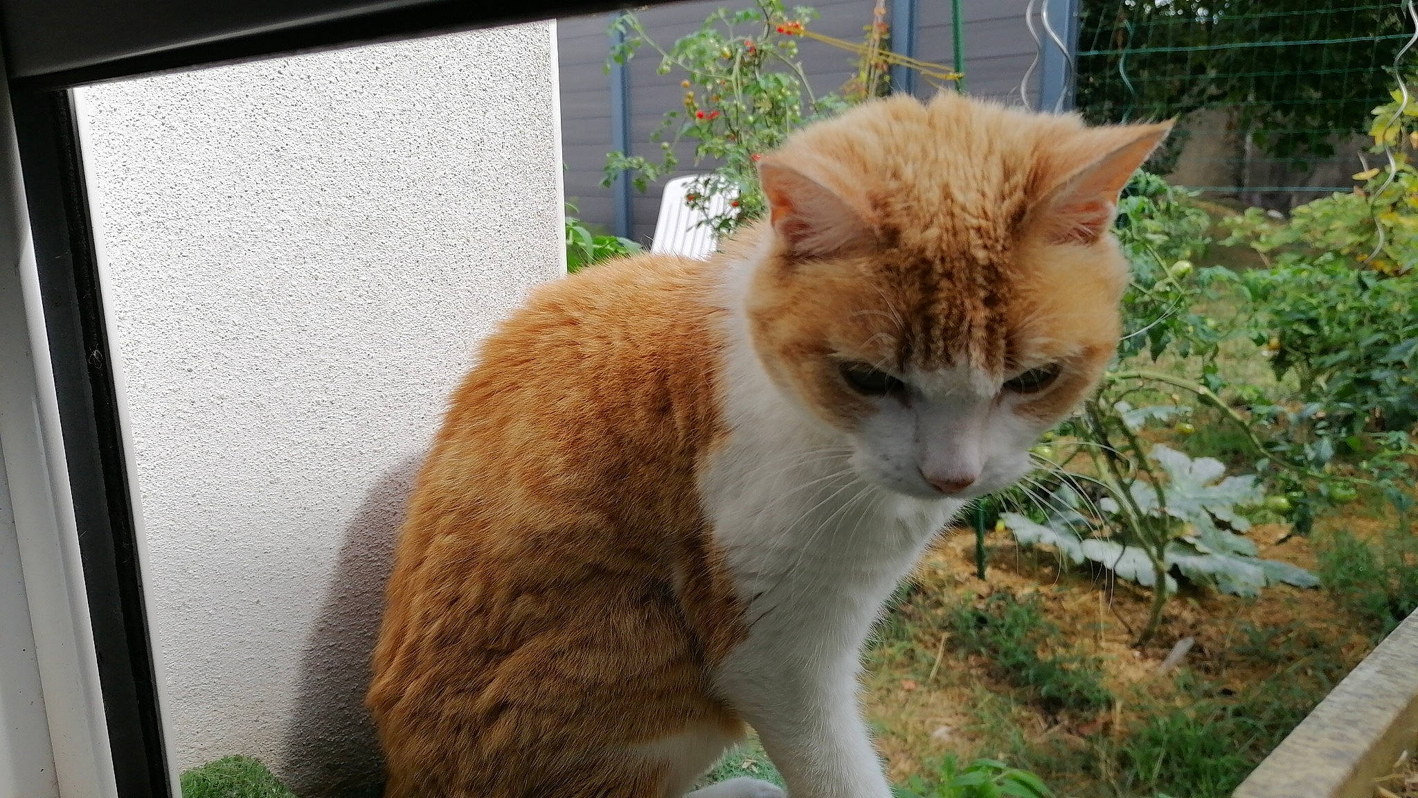 Koura a rejoint le concours — aidez-le/la à gagner de superbes lots ! carnivore, cat, domestic_short_haired_cat, eye, fawn, felidae, flowerpot, fur, grass, groundcover, herb, plant, small_to_medium_sized_cats, snout, tail, terrestrial_animal, trunk, whiskers, window, wood