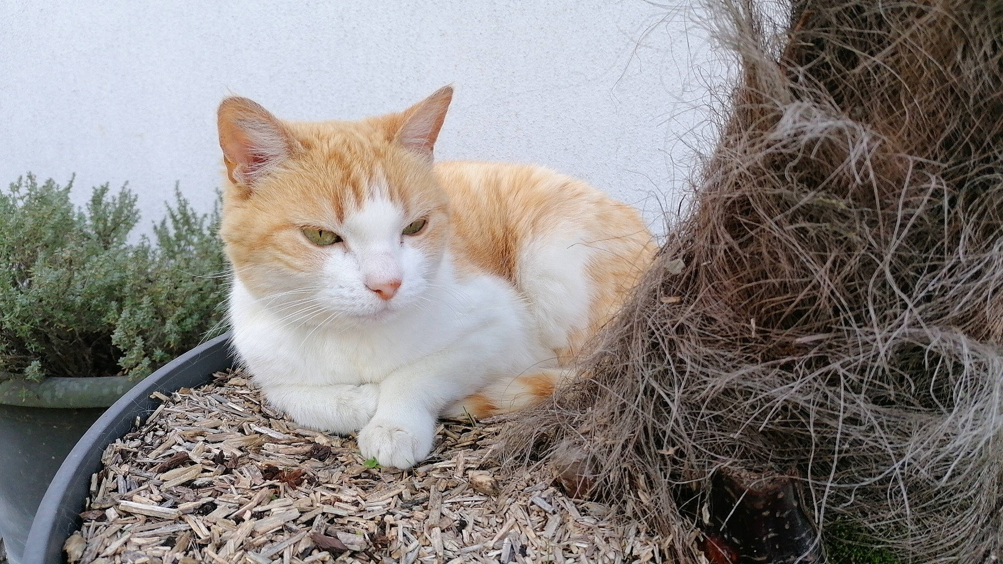 Koura a rejoint le concours — aidez-le/la à gagner de superbes lots ! art, carnivore, cat, domestic_short_haired_cat, fawn, felidae, fur, grass, plant, sitting, small_to_medium_sized_cats, snout, tail, terrestrial_animal, tree, twig, whiskers, wildlife, wood