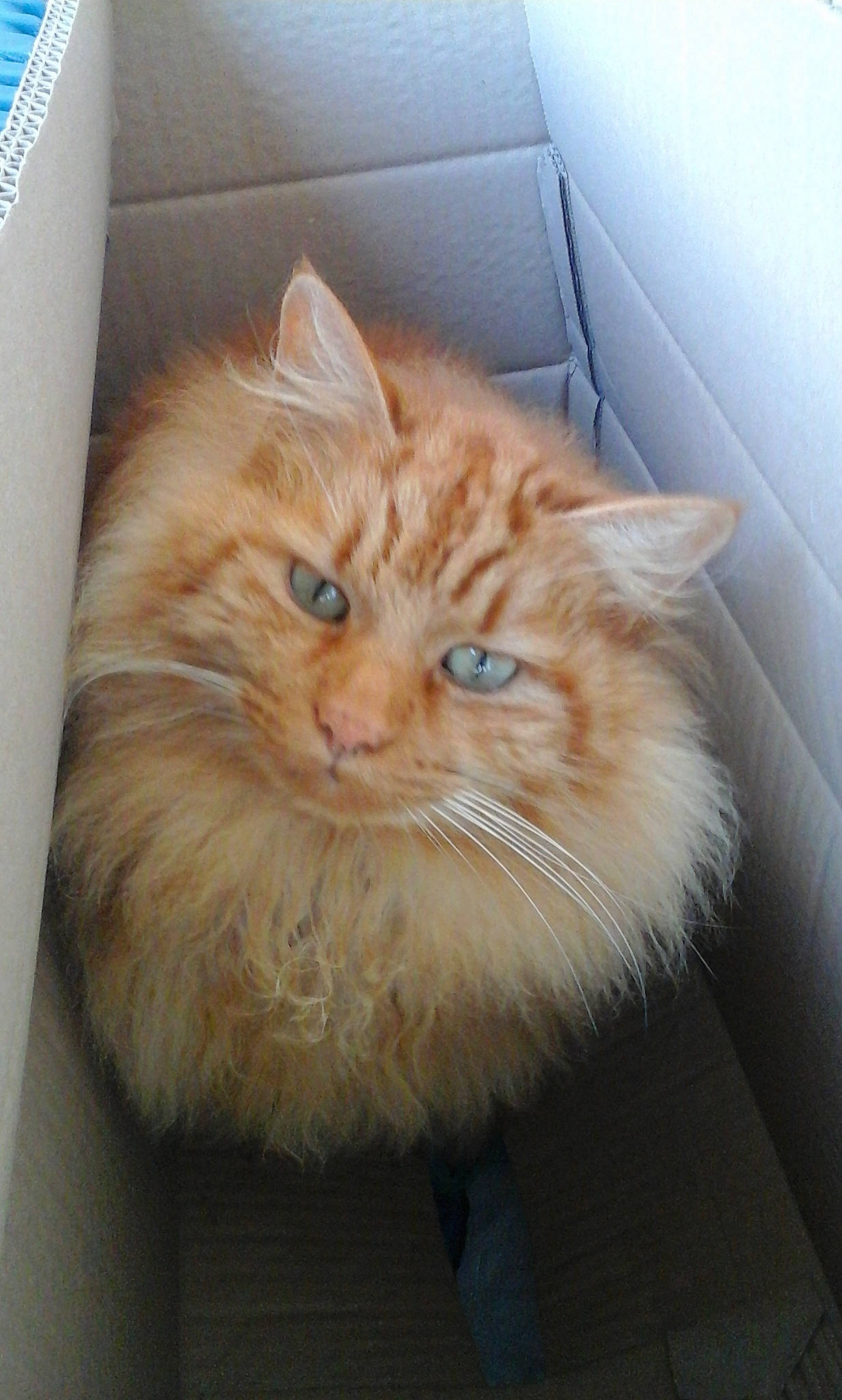 Pilou a rejoint le concours — aidez-le/la à gagner de superbes lots ! box, carnivore, cat, comfort, fawn, felidae, fur, shipping_box, small_to_medium_sized_cats, snout, tail, whiskers, window