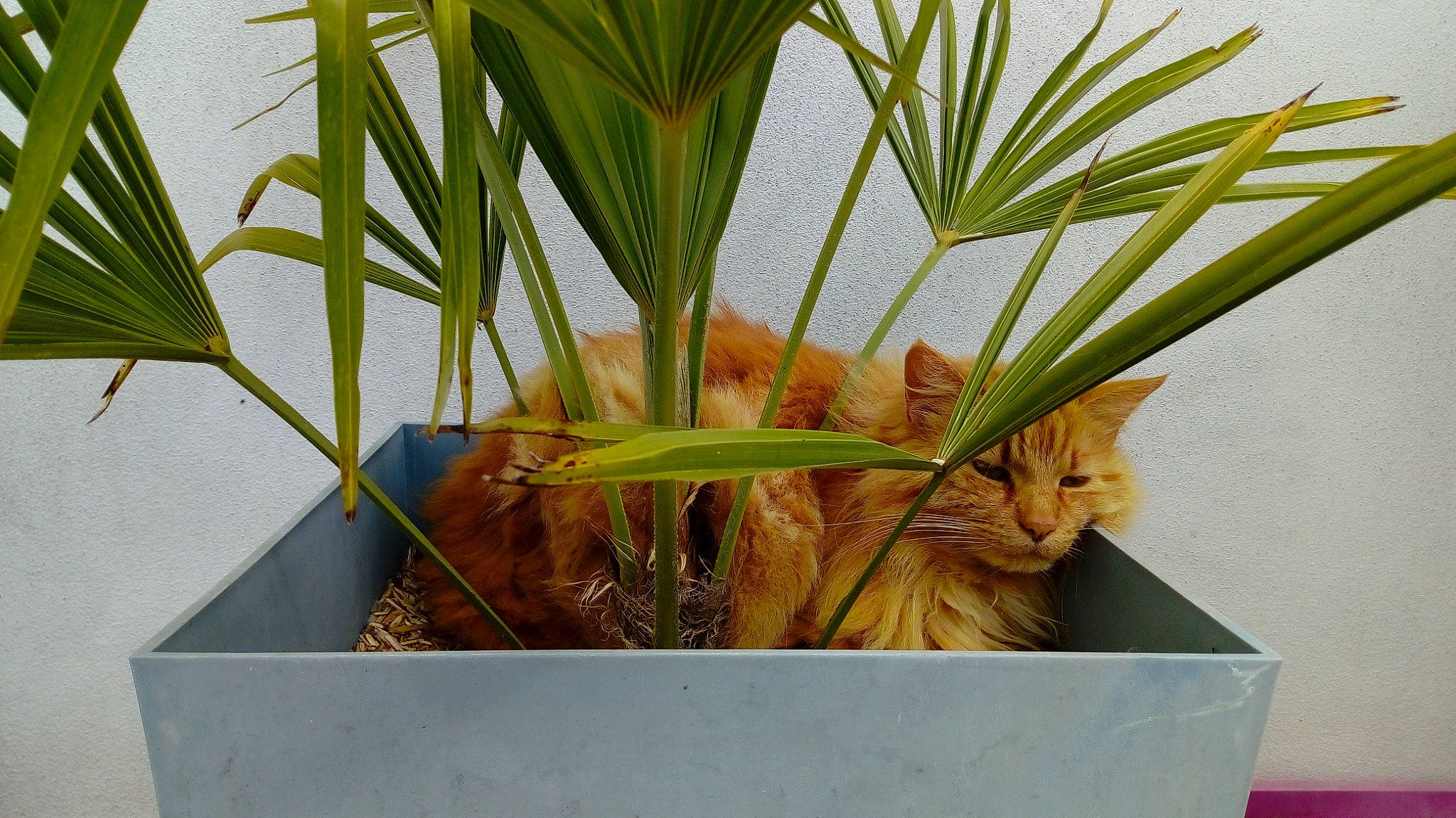 Pilou a rejoint le concours — aidez-le/la à gagner de superbes lots ! arecales, carnivore, cat, domestic_short_haired_cat, felidae, flowering_plant, flowerpot, grass, herb, houseplant, palm_tree, plant, plant_stem, sedge_family, small_to_medium_sized_cats, terrestrial_animal, terrestrial_plant, whiskers, wildlife