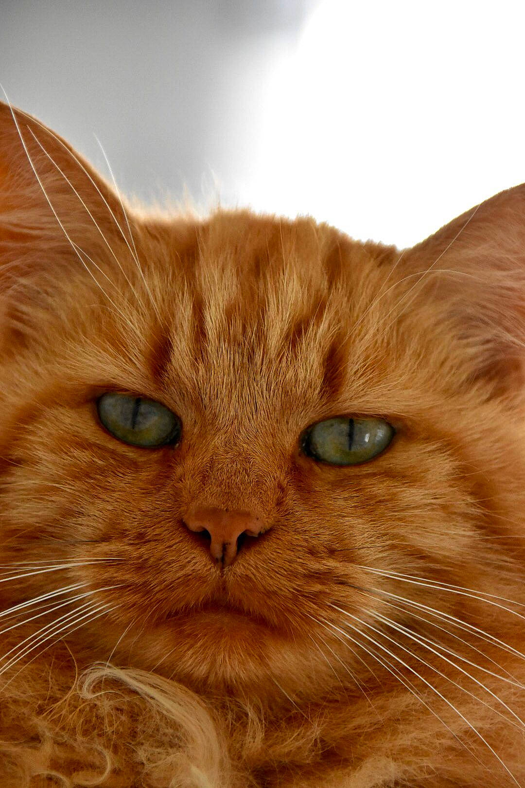 Pilou a rejoint le concours — aidez-le/la à gagner de superbes lots ! carnivore, cat, domestic_short_haired_cat, eye, fawn, felidae, fur, head, sky, small_to_medium_sized_cats, snout, terrestrial_animal, whiskers, wildlife, wood