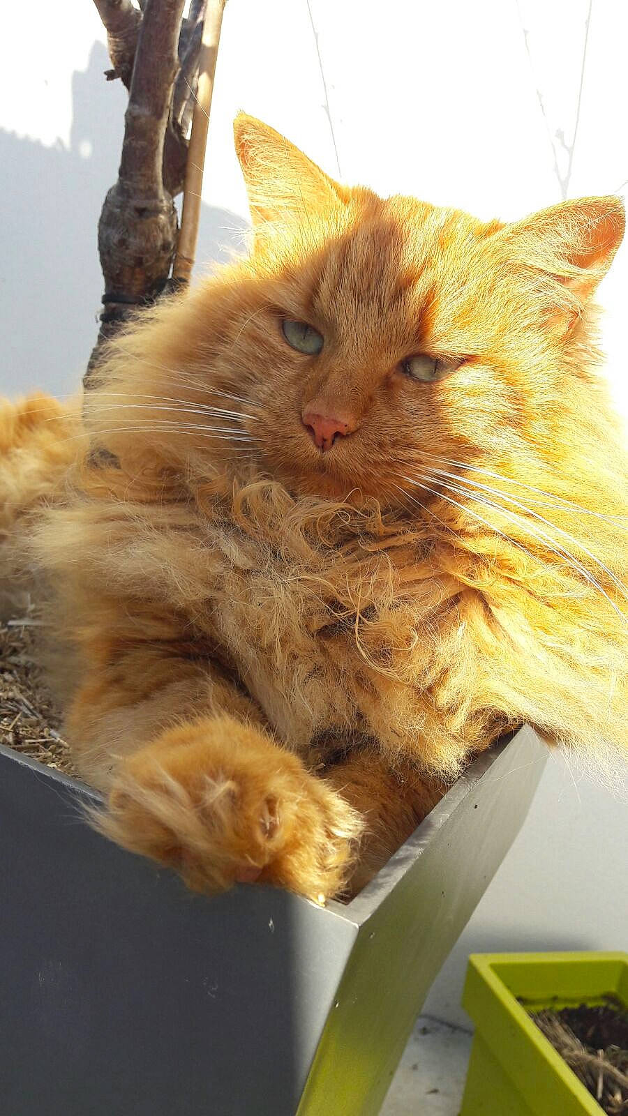 Pilou participe au concours pour gagner de l'argent avec cette photo : carnivore, cat, claw, domestic_short_haired_cat, fawn, felidae, fur, paw, small_to_medium_sized_cats, snout, tail, terrestrial_animal, whiskers, wood