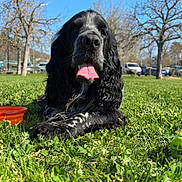 Taîko a rejoint le concours — aidez-le/la à gagner de superbes lots ! dog, black_and_white, curly_ears, tongue_out, grass, park, sunny, blue_sky, trees, outdoor, pet, animal, lying_down, happy, nature, daytime, water_bowl, greenery, playful, canine