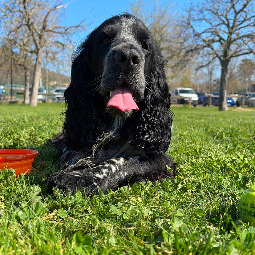 Taîko a rejoint le concours — aidez-le/la à gagner de superbes lots ! animal, black_and_white, blue_sky, canine, curly_ears, daytime, dog, grass, greenery, happy, lying_down, nature, outdoor, park, pet, playful, sunny, tongue_out, trees, water_bowl