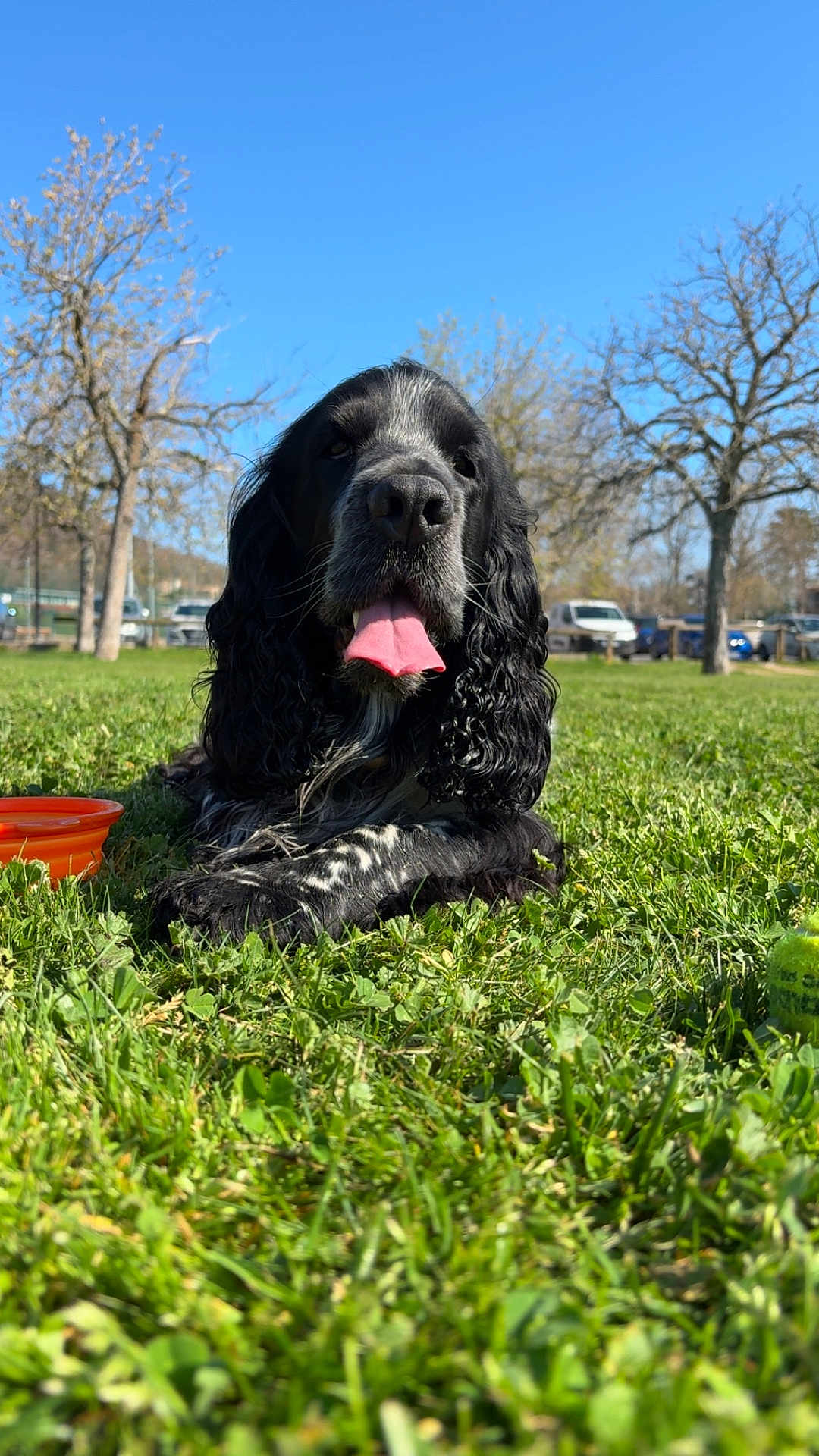 Taîko a rejoint le concours — aidez-le/la à gagner de superbes lots ! dog, black_and_white, curly_ears, tongue_out, grass, park, sunny, blue_sky, trees, outdoor, pet, animal, lying_down, happy, nature, daytime, water_bowl, greenery, playful, canine