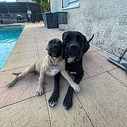 Arya a rejoint le concours — aidez-le/la à gagner de superbes lots ! dog, dogs, puppy, canine, pet, outdoor, poolside, patio, sunlight, relaxing, friendship, black_dog, light_dog, paw, fence, plant, people, lounge_chair, wall, broom
