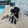 dog, dogs, puppy, canine, pet, outdoor, poolside, patio, sunlight, relaxing, friendship, black_dog, light_dog, paw, fence, plant, people, lounge_chair, wall, broom